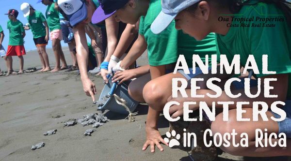 Memorable Experiences At 4 Animal Rescue Centers In Costa Ballena