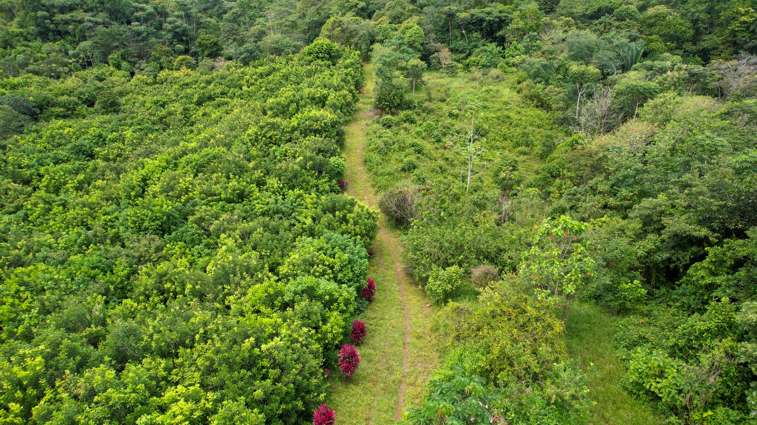 Premium 9.3-Hectare Farm for Sale in Ojochal, Costa Rica selected