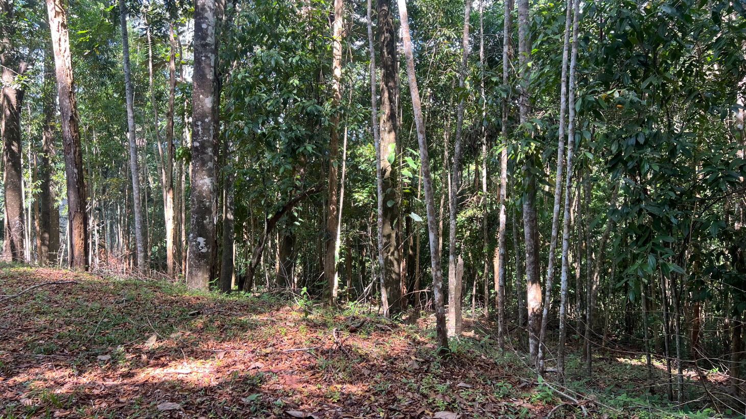 Build Ready Home Site with Easy Access in a Lush Rainforest Setting selected