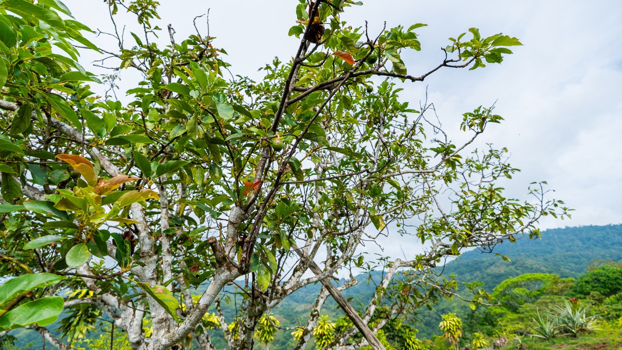 Ocean View Development Property with Waterfall Vista — 14.83 Acres in San Luis de Morete, Near Uvita selected