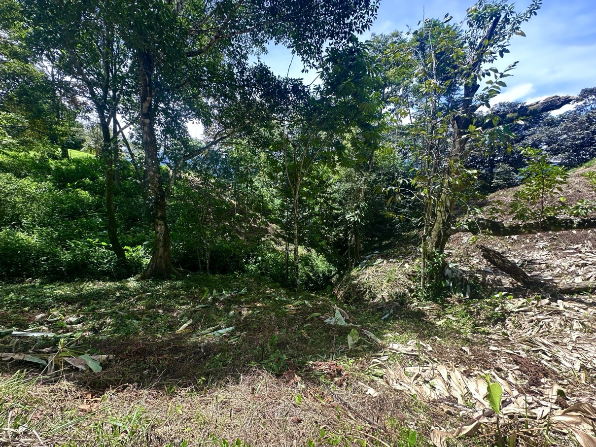Build-Ready Lot with Mountain Views and Easy Access in Ojochal selected