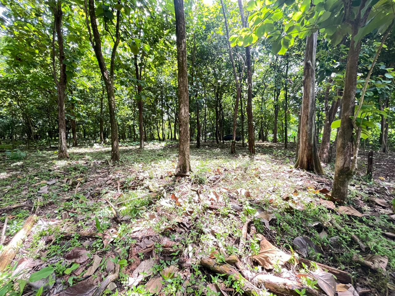 Prime 0.37-Acre Build-Ready Lot Steps from Marino Ballena National Park in Uvita selected