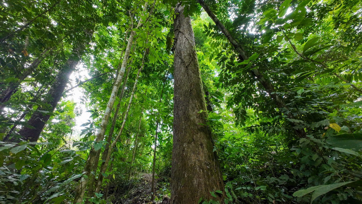 Riverfront Property for Sale in Ojochal, Costa Rica – Nearly 1 Hectare of Flat, Buildable Land selected