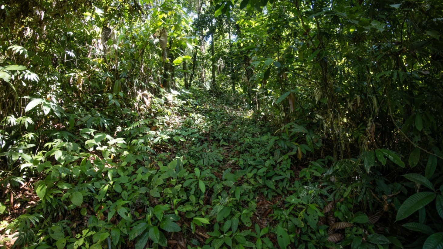 Tropical Sanctuary Above Uvita: 5-Acre Jungle Estate with incredible Mountain Views selected
