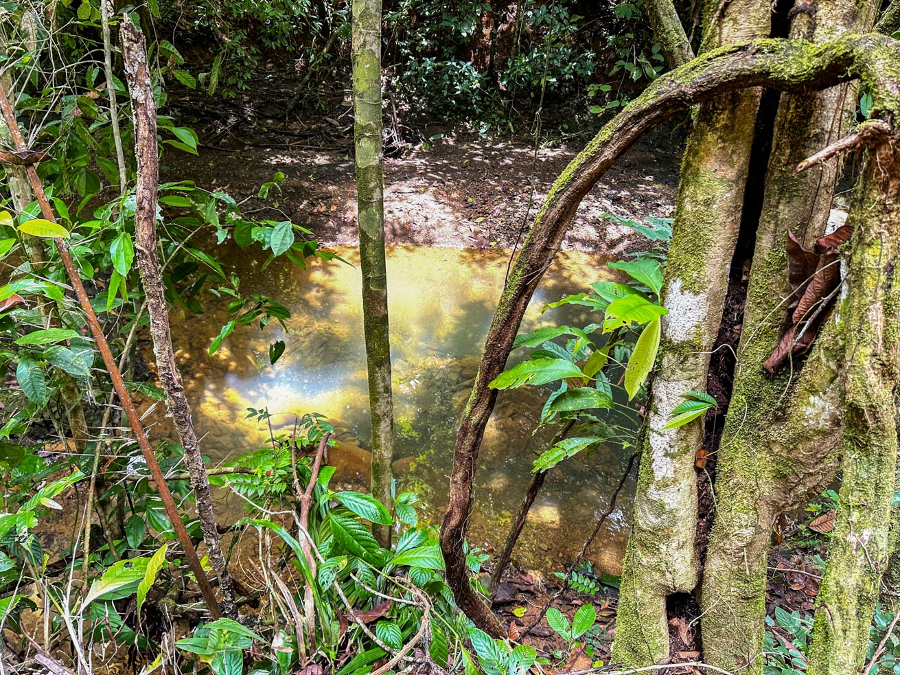 1-Bedroom Jungle River Retreat with Room to Build Your Dream Home in the Heart of Ojochal selected