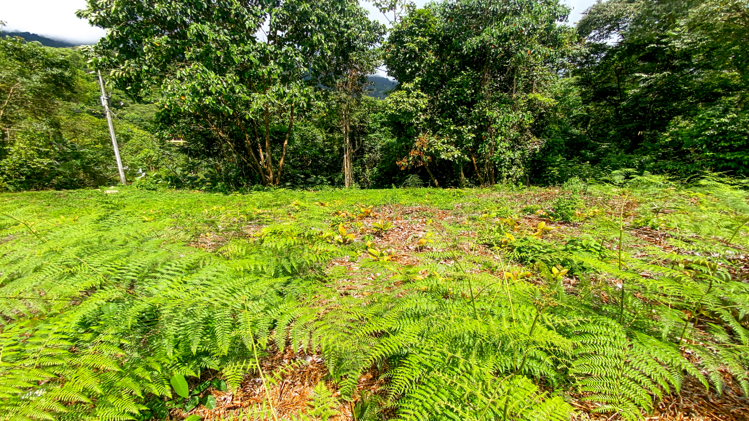 Jungle Lot for Sale in Ojochal With River & Waterfall selected
