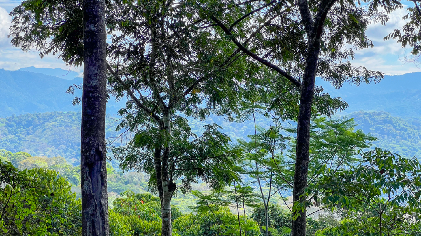 Rainforest Retreat with a Forested Setting and Good Rental History in Lagunas selected