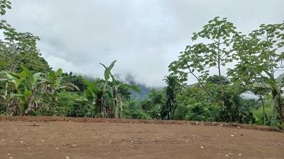 Mountain View Land with Several Building Sites and Mature Fruit Trees image 5