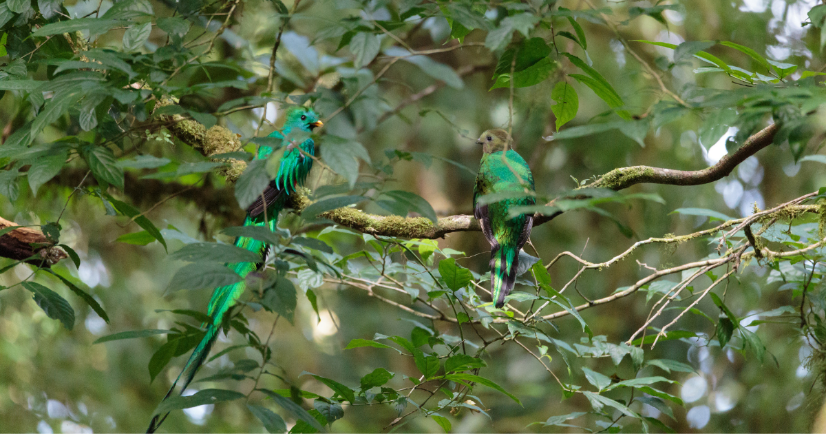 Quetzals cloudforest