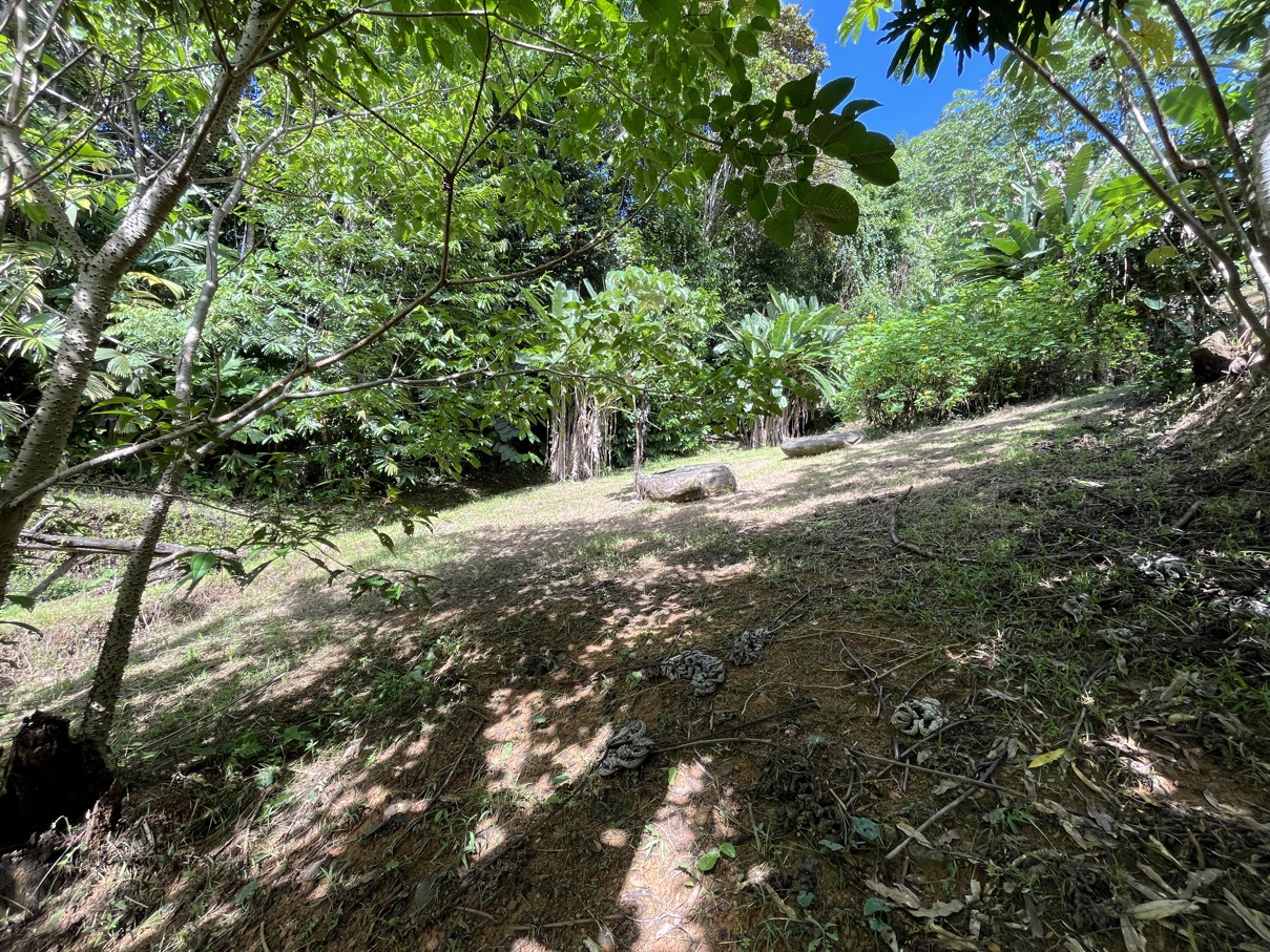 Charming Mountain Retreat in Vergel de Osa – Minutes from Ojochal, Beaches, and Waterfalls selected