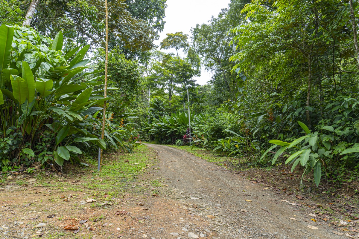 Serene 1.3-Acre Ready-to-Build Jungle Lot in San Buenas selected