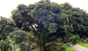 2.9 ACRES – Tons of Fruit Trees, 3 Bedroom Tico Home Plus Bodega In Tinamastes selected