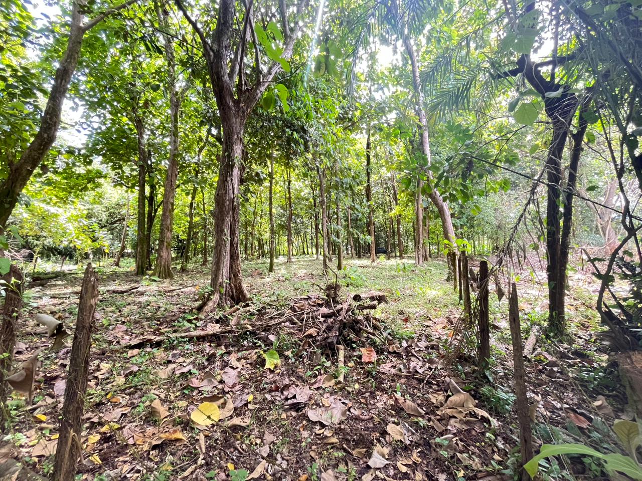 Prime 0.37-Acre Build-Ready Lot Steps from Marino Ballena National Park in Uvita selected