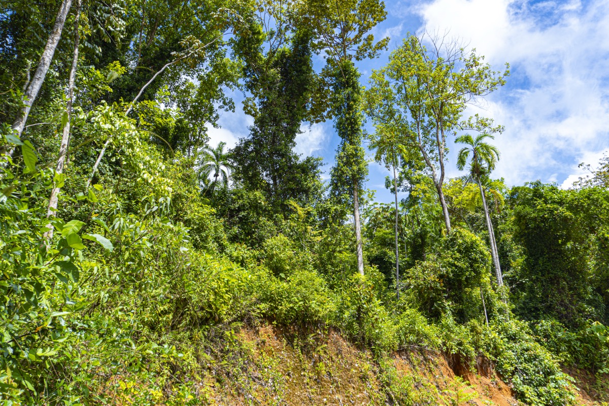 1.5 Acres with Mountain in San Buenas selected