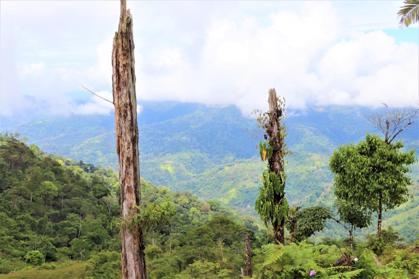 3 Spectacular Ocean View Farms in Uvita selected