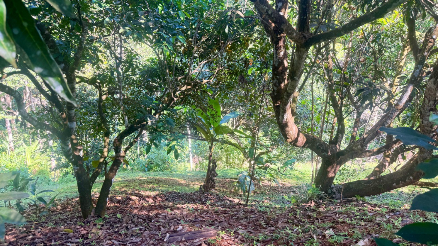 Private Dominical Retreat Main Home Guest House and Rancho selected