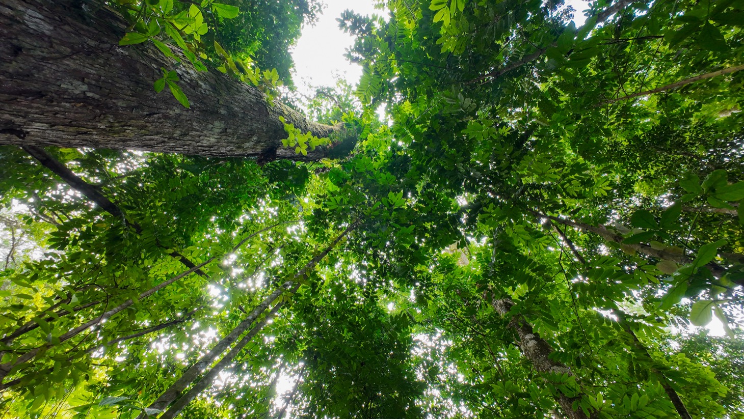 Riverfront Property for Sale in Ojochal, Costa Rica – Nearly 1 Hectare of Flat, Buildable Land selected