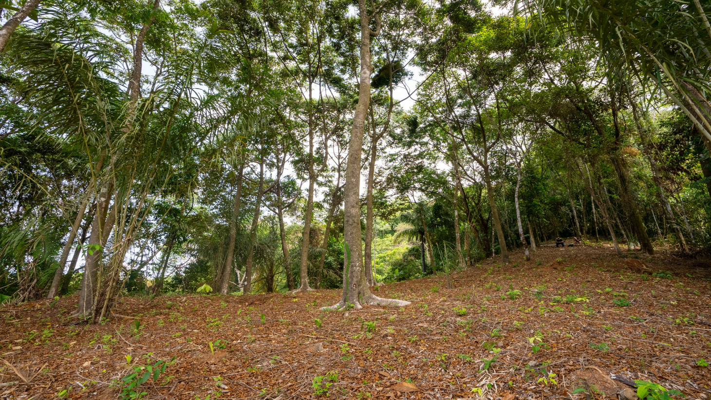 Rare 86-Acre Ocean View Estate Bordering Hacienda Barú – A Unique Opportunity for Conservation and Development selected