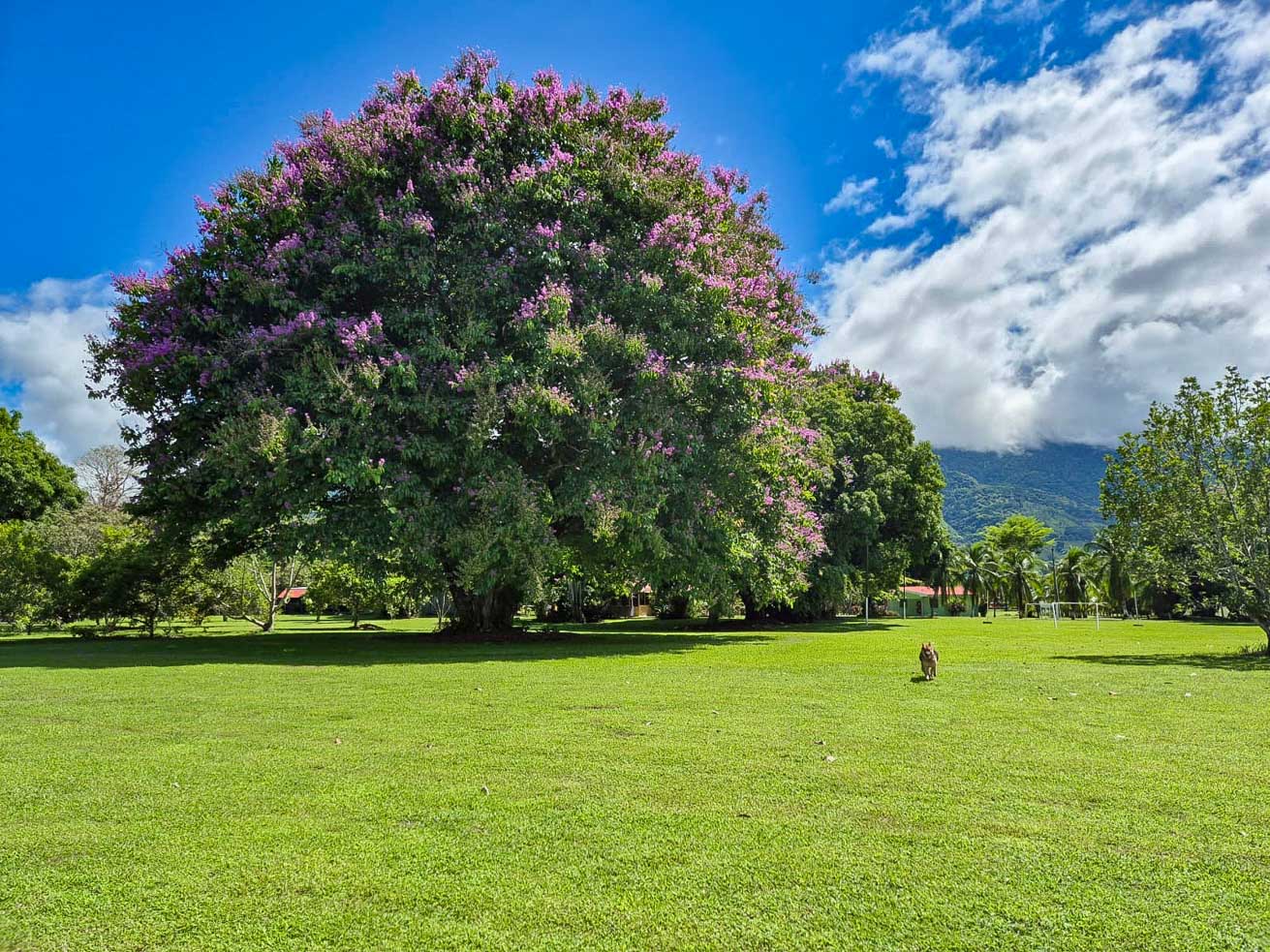 13.4 Acres of Prime Development Land with Direct Airport Access in Palmar Sur selected