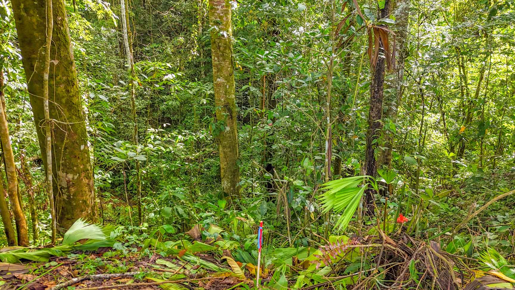 Private Jungle-Border Lot in Ojochal – Ready to Build, Gated Community, River Access selected