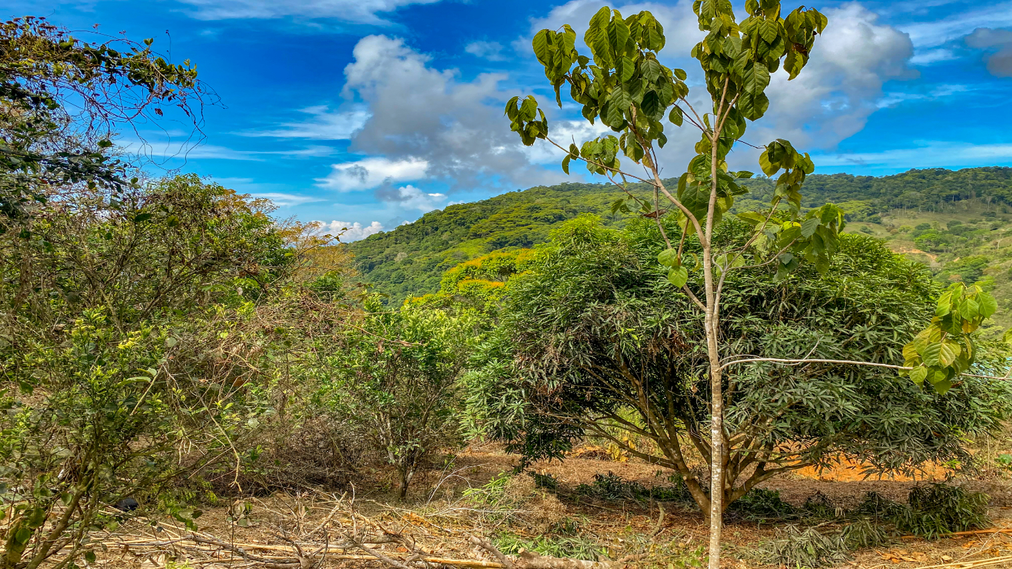 1.5 Acre Ocean & Mountain View Lot Near Uvita | Legal Water & Privacy selected