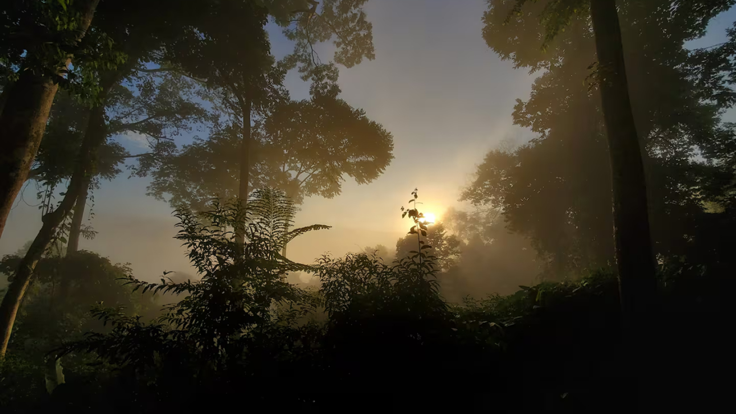 Rainforest Retreat with a Forested Setting and Good Rental History in Lagunas selected