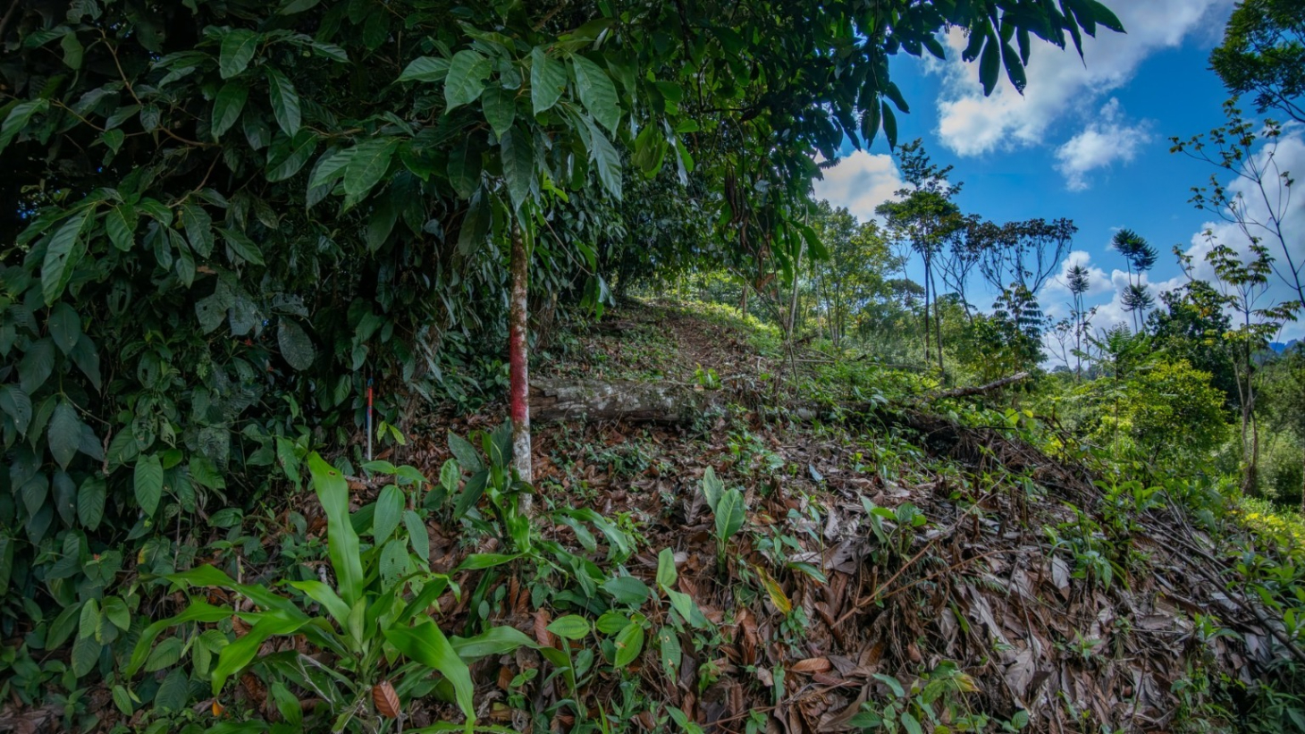 Tropical Sanctuary Above Uvita: 5-Acre Jungle Estate with incredible Mountain Views selected