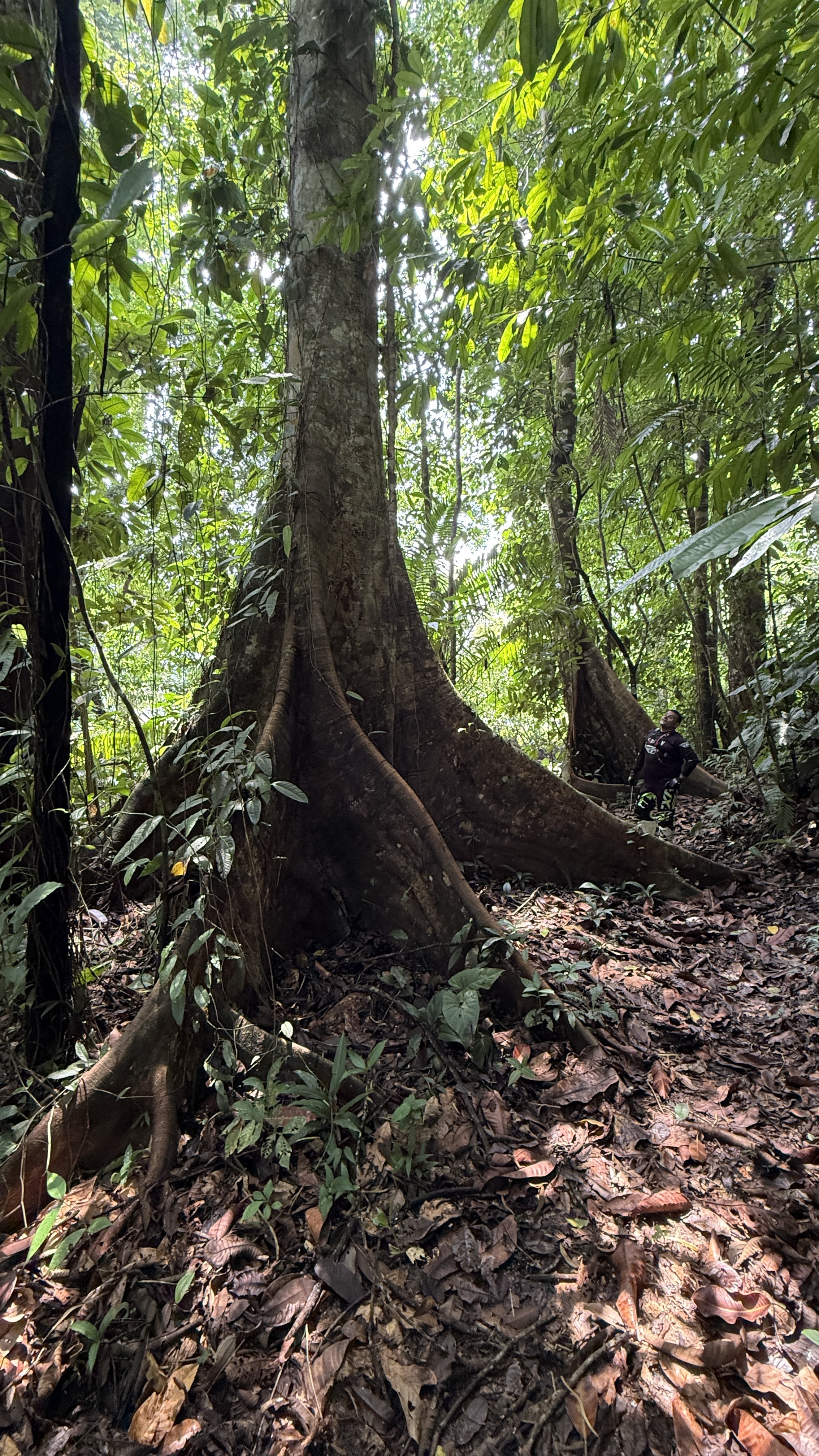 A Living Jungle Sanctuary on the River — 86 Hectares in Sabalo, Costa Rica selected