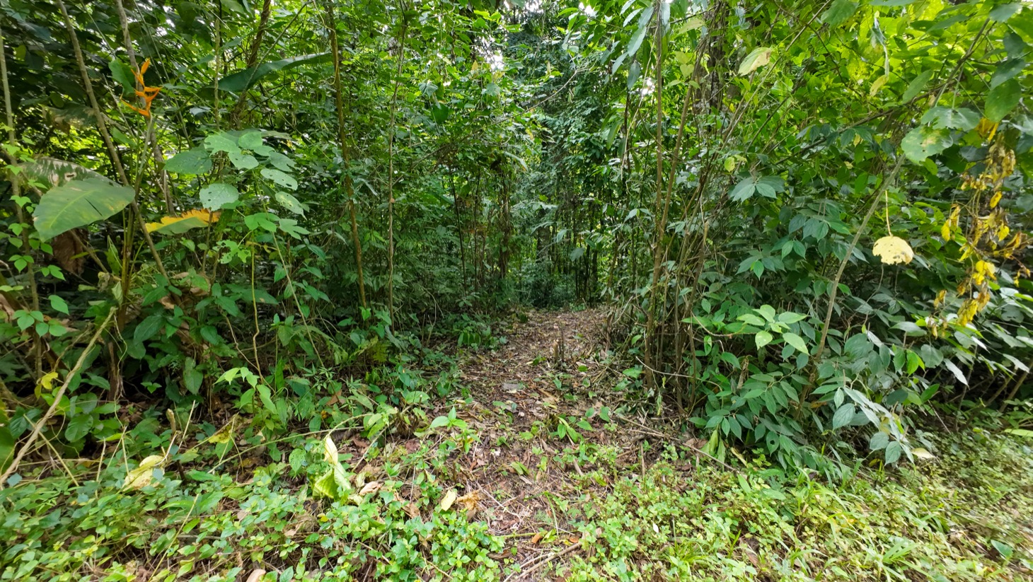 Riverfront Property for Sale in Ojochal, Costa Rica – Nearly 1 Hectare of Flat, Buildable Land selected