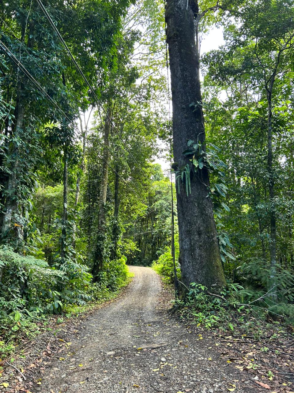 87 Acres of Natural Wonder and Endless Possibility in Ballena, Costa Rica selected