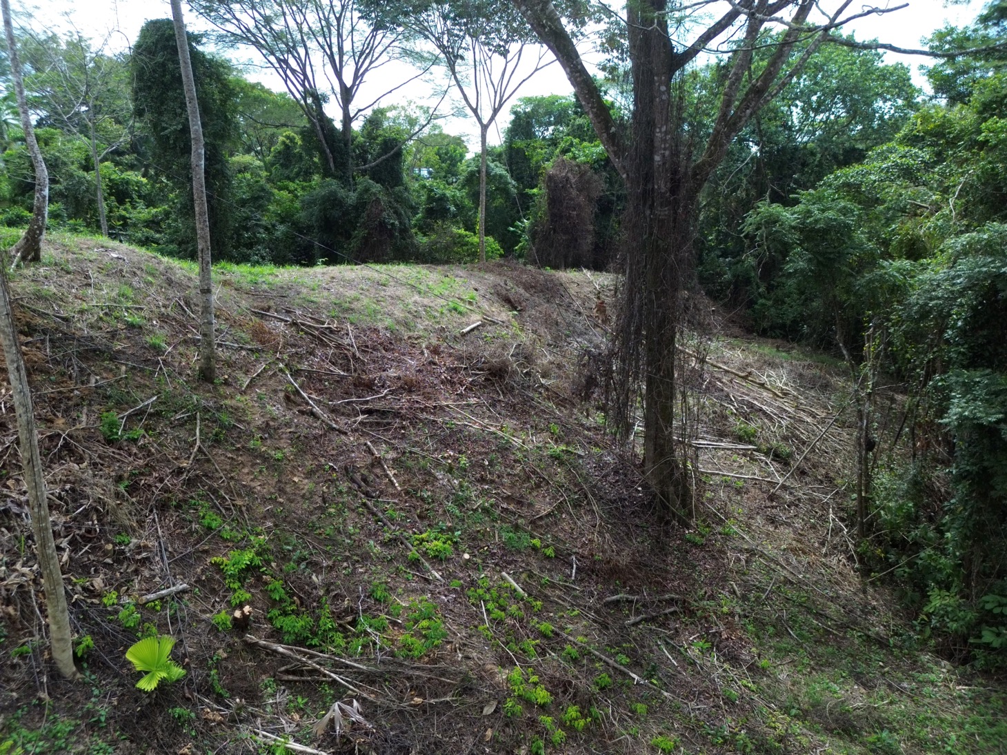 Private Jungle Sanctuary Land For Sale in Uvita, Costa Rica selected