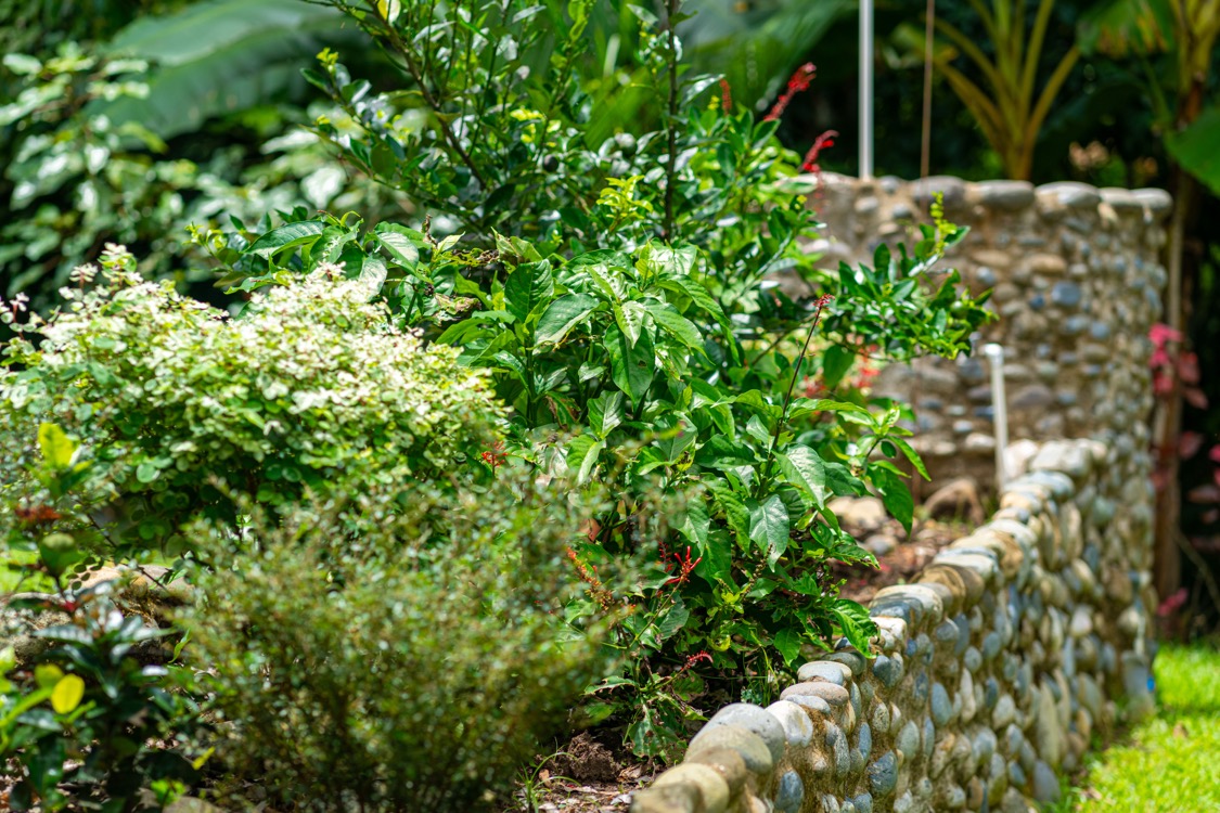 Private Tropical Homestead with Pool, Orchard, and Modern Upgrades in Uvita selected