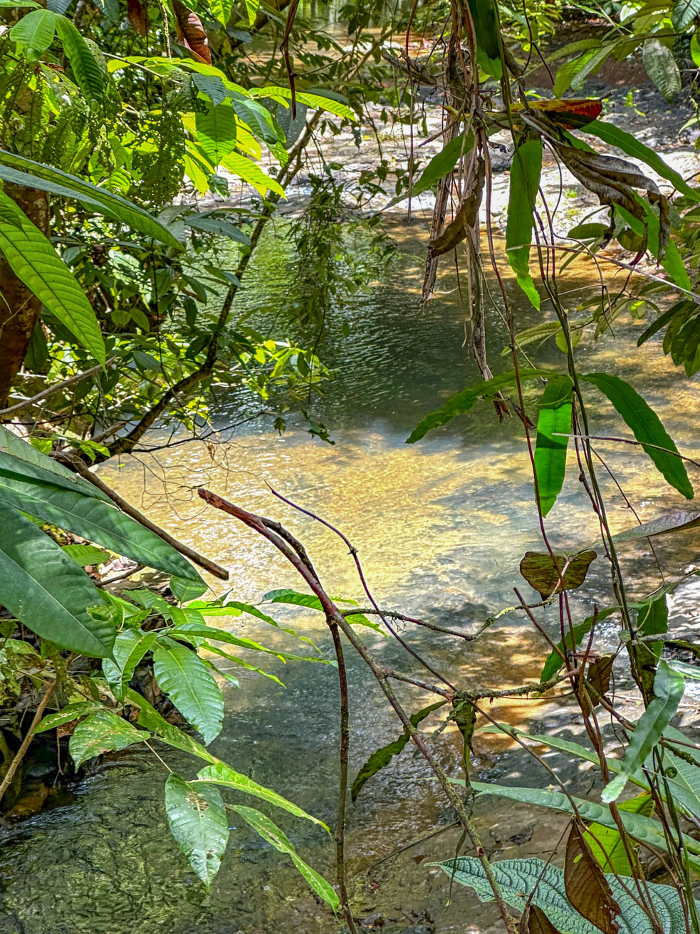 1-Bedroom Jungle River Retreat with Room to Build Your Dream Home in the Heart of Ojochal selected