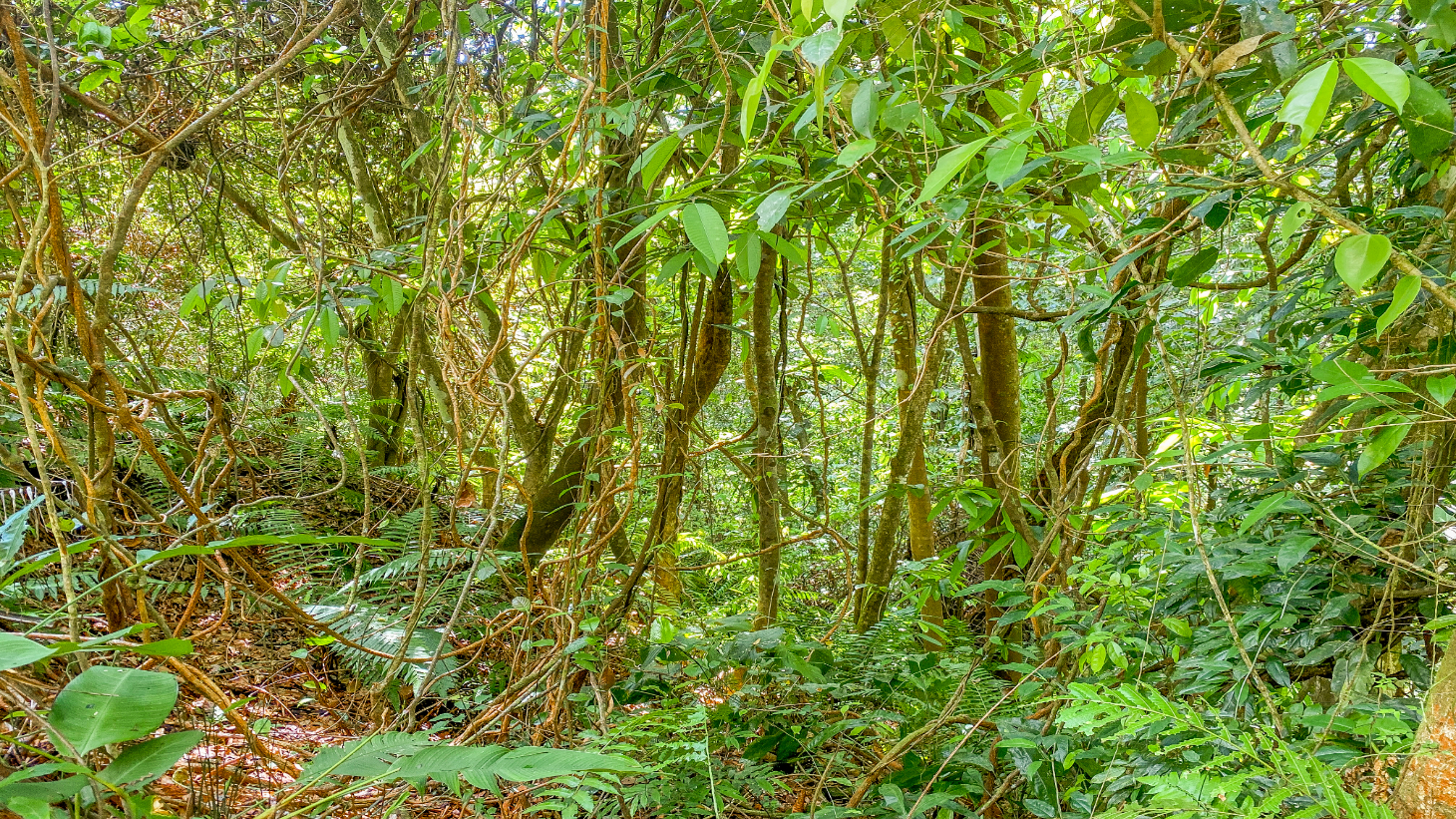 3 Bedroom Rainforest Home in Ojochal With River & Waterfall | 3.5 Acres Private selected
