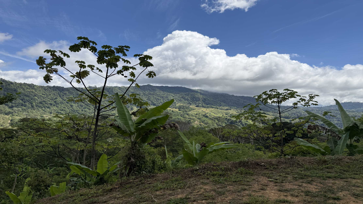 Jungle Lot with 3+ Building Sites, Legal Water, Electricity on Public Road with Big Valley & Mountain Views near San Josecito Costa Rica selected