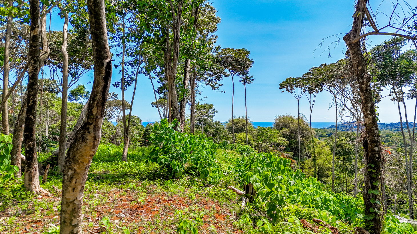 5.75 Acre Land for Sale in Ojochal | Ocean View Development Property selected