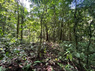 87 Acres of Natural Wonder and Endless Possibility in Ballena, Costa Rica image 5