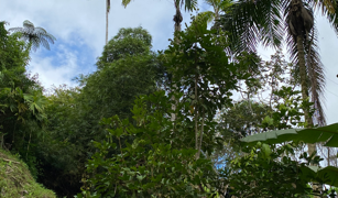 2.9 ACRES – Tons of Fruit Trees, 3 Bedroom Tico Home Plus Bodega In Tinamastes selected