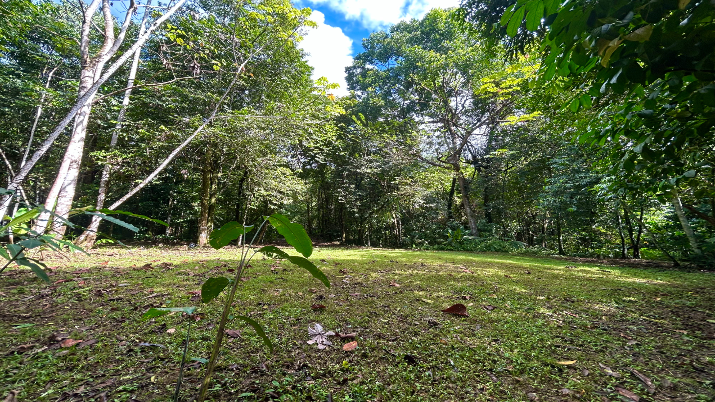 Selva Vista Estate – 5.9 Acres of Wild Beauty selected