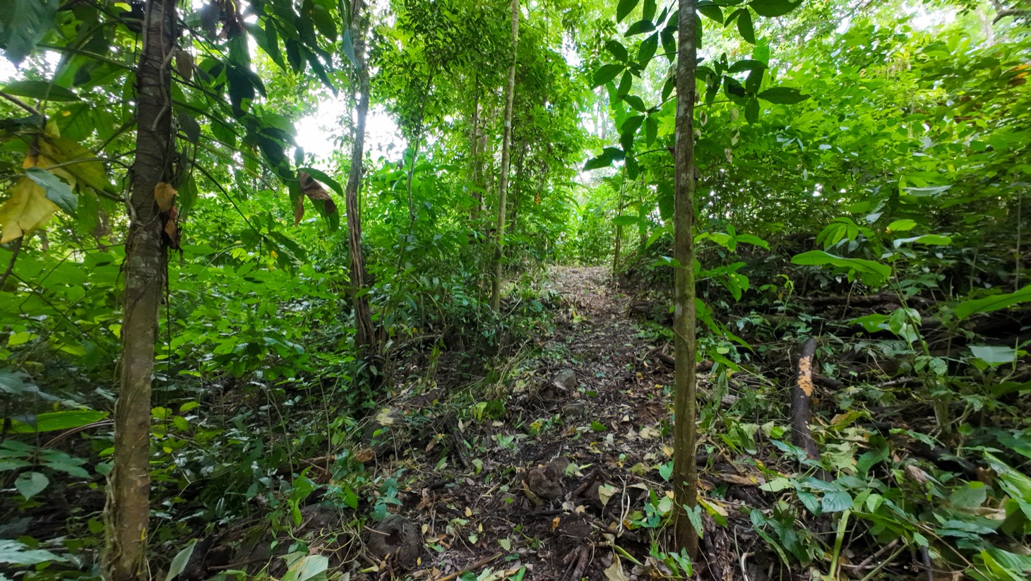 Riverfront Property for Sale in Ojochal, Costa Rica – Nearly 1 Hectare of Flat, Buildable Land selected