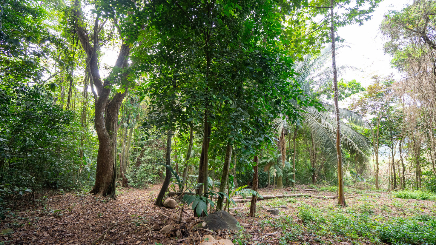Rare 86-Acre Ocean View Estate Bordering Hacienda Barú – A Unique Opportunity for Conservation and Development selected