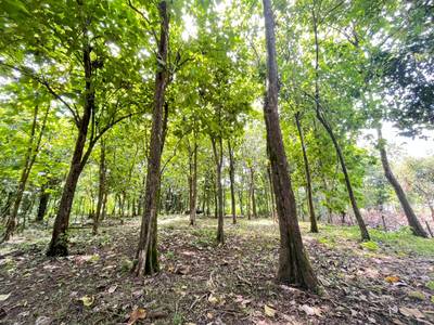 Prime 0.37-Acre Build-Ready Lot Steps from Marino Ballena National Park in Uvita image 5