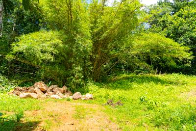 Serene 1.3-Acre Ready-to-Build Jungle Lot in San Buenas image 5