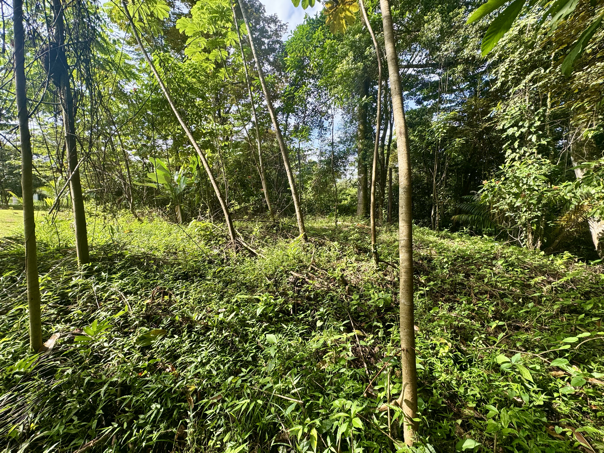 Exceptional Residential or Commercial Potential Property in Ojochal selected