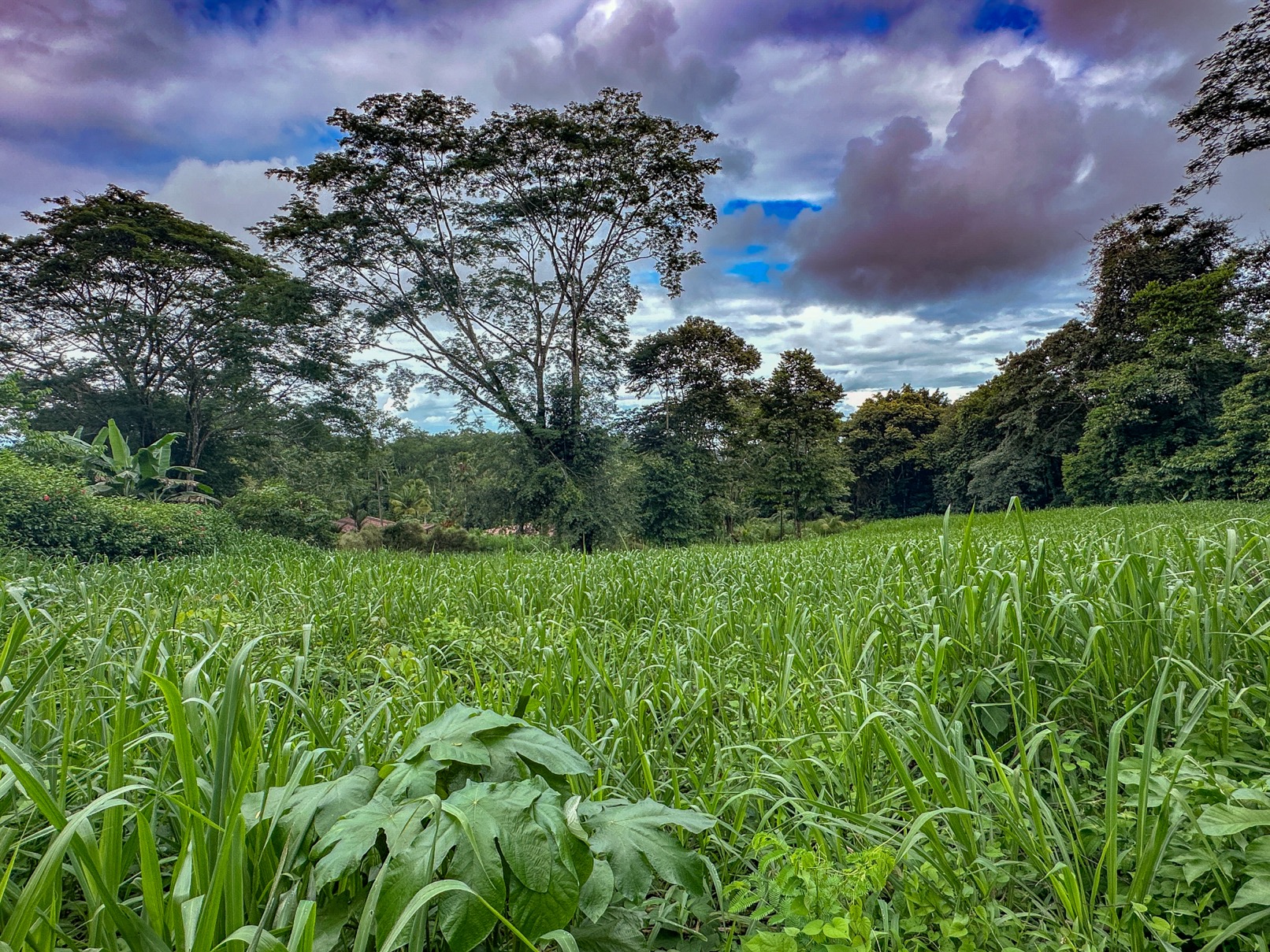 Beautiful Lot in Gated Community with Nearby Creek and Jungle-Covered Valley selected