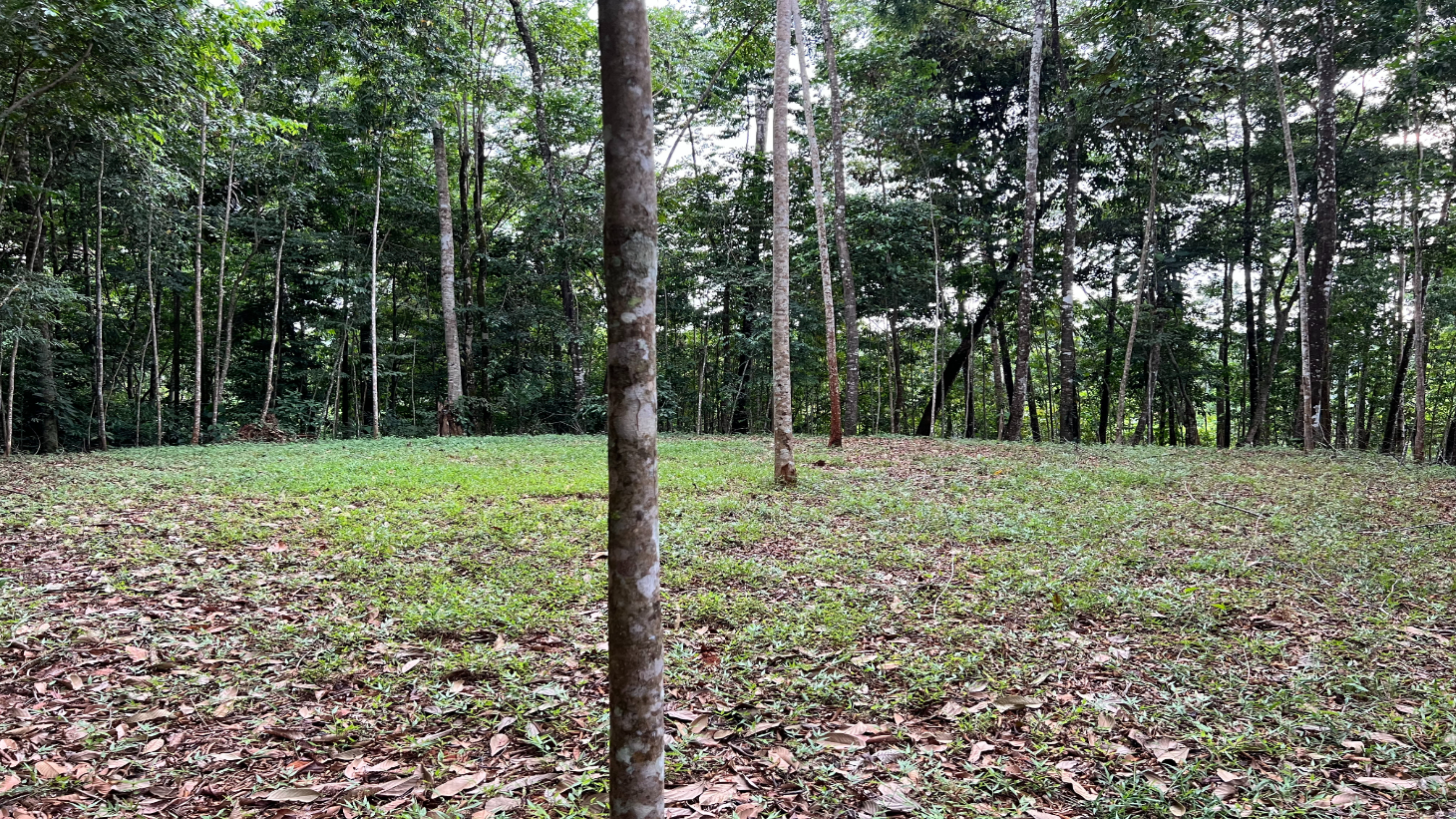 Build Ready Home Site with Easy Access in a Lush Rainforest Setting selected