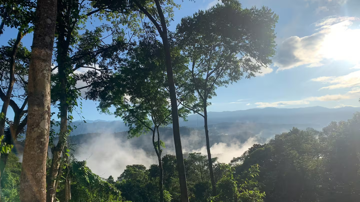Rainforest Retreat with a Forested Setting and Good Rental History in Lagunas selected