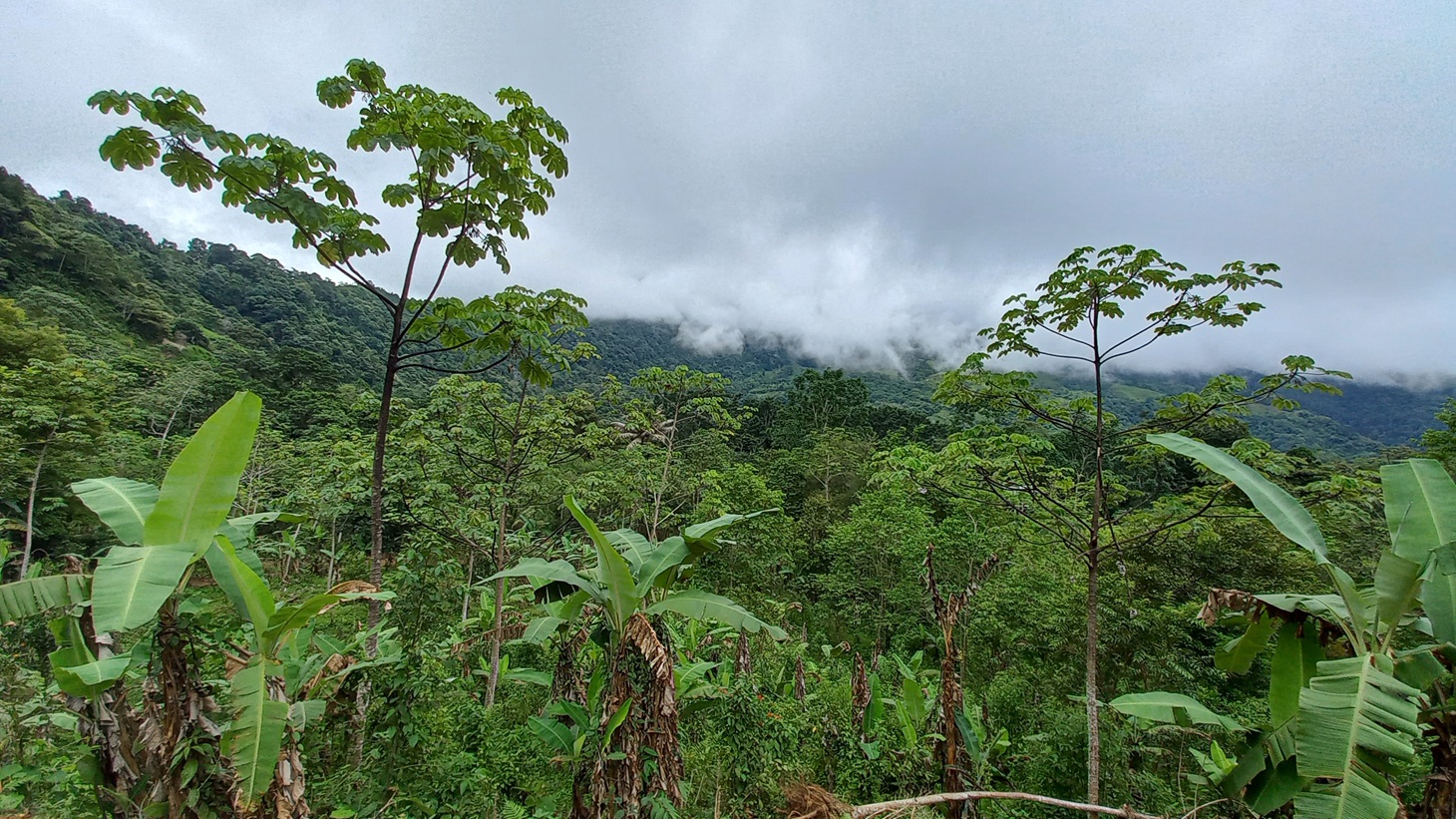 Mountain View Land with Several Building Sites and Mature Fruit Trees selected