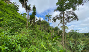 2.9 ACRES – Tons of Fruit Trees, 3 Bedroom Tico Home Plus Bodega In Tinamastes selected