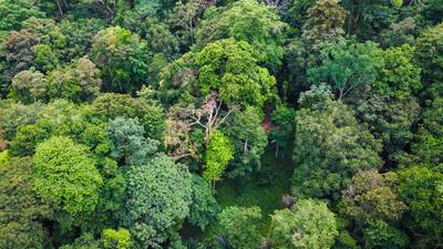 Riverfront Property with Primary Forest Close to Uvita Beaches image 3